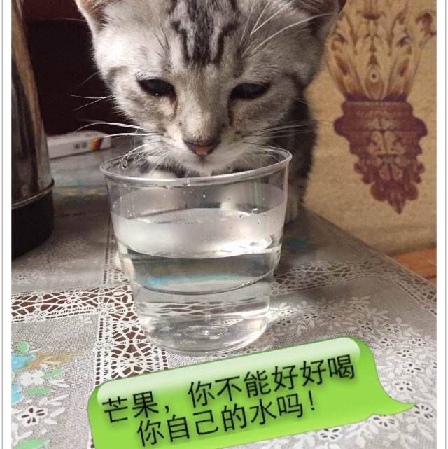 购买假俄勒冈州驾驶证